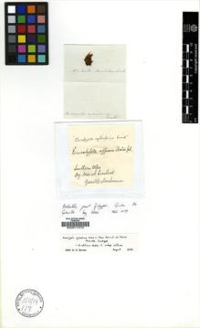 Type specimen at Edinburgh (E). Nees von Esenbeck, Christian: . Barcode: E00011510.