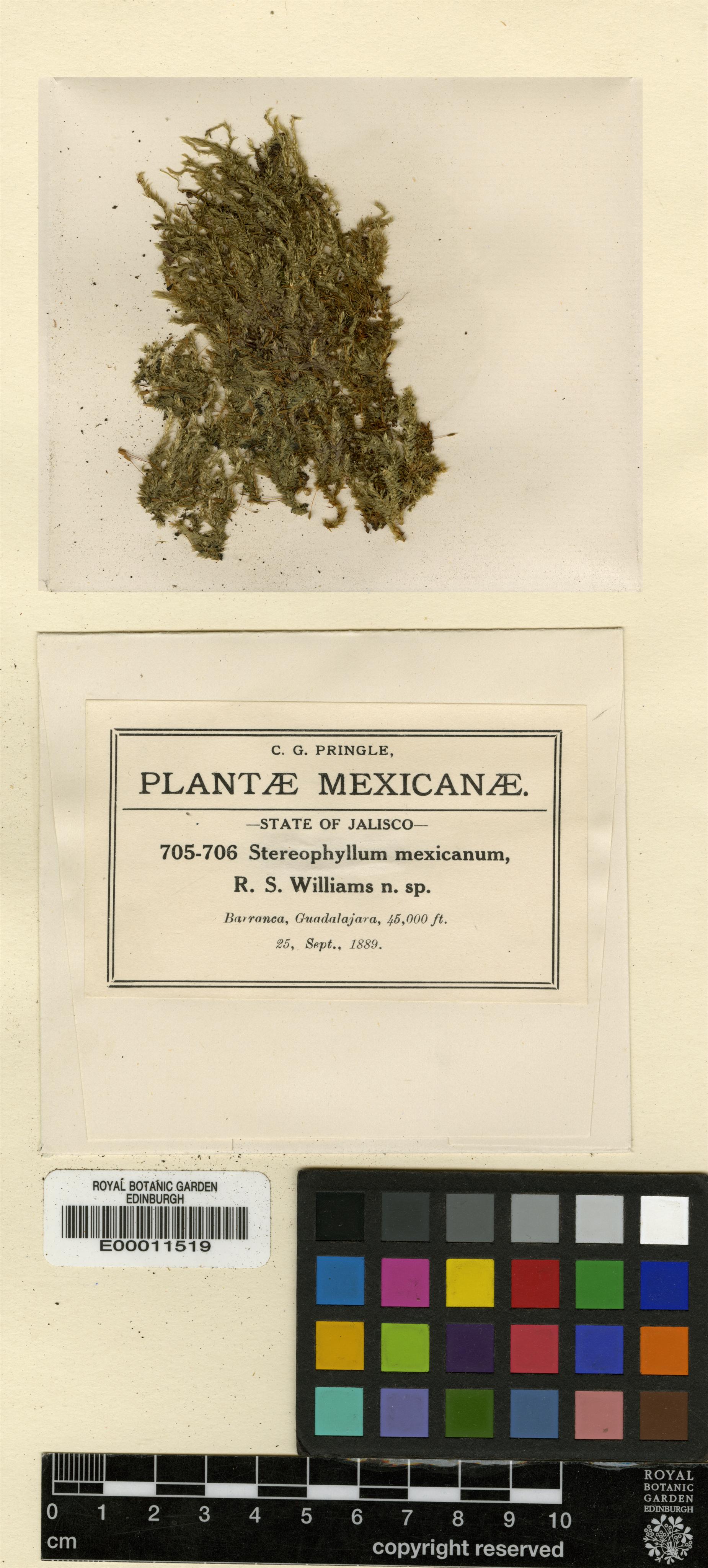 Entodontopsis mexicana photograph 3
