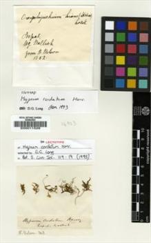 Type specimen at Edinburgh (E). Wallich, Nathaniel: . Barcode: E00011529.