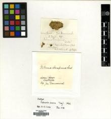 Type specimen at Edinburgh (E). Drummond, James: . Barcode: E00011533.