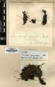 Type specimen at Edinburgh (E). Balfour, Isaac: . Barcode: E00011539.