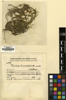 Type specimen at Edinburgh (E). Handel-Mazzetti, Heinrich: 8477. Barcode: E00011542.