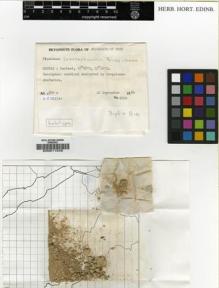 Type specimen at Edinburgh (E). Miller, Anthony : 6704. Barcode: E00011548.