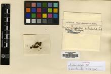 Type specimen at Edinburgh (E). Spruce, Richard: 477. Barcode: E00011550.