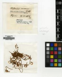 Type specimen at Edinburgh (E). Griffith, William: . Barcode: E00011555.