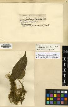 Type specimen at Edinburgh (E). Spruce, Richard: 1191. Barcode: E00011556.