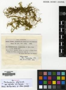 Type specimen at Edinburgh (E). Fleischer, Max: 434. Barcode: E00011557.