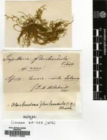 Type specimen at Edinburgh (E). Hildebrandt, Johann: . Barcode: E00011559.