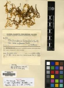 Type specimen at Edinburgh (E). Handel-Mazzetti, Heinrich: 943. Barcode: E00011560.