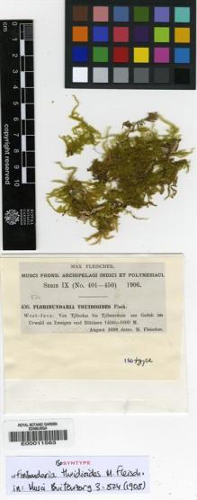 Type specimen at Edinburgh (E). Fleischer, Max: 436. Barcode: E00011563.