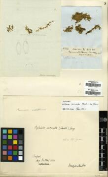 Type specimen at Edinburgh (E). Wallich, Nathaniel: . Barcode: E00011565.