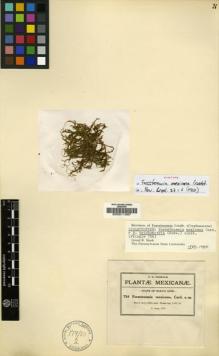 Type specimen at Edinburgh (E). Pringle, Cyrus: 734. Barcode: E00011567.