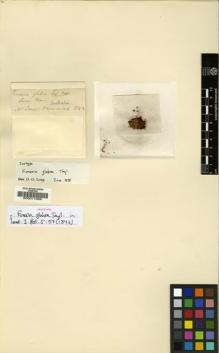 Type specimen at Edinburgh (E). Drummond, James: . Barcode: E00011569.