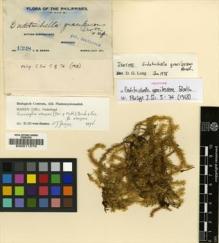 Type specimen at Edinburgh (E). Weber, Charles: 1328. Barcode: E00011579.