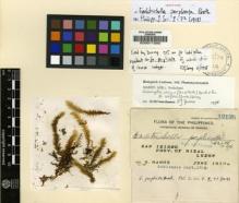 Type specimen at Edinburgh (E). Ramos, Maximo: 12126. Barcode: E00011580.