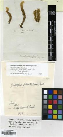 Type specimen at Edinburgh (E). : . Barcode: E00011581.
