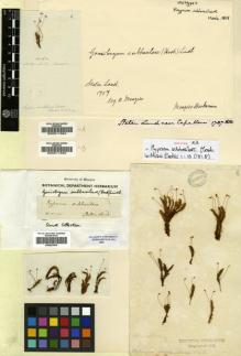 Type specimen at Edinburgh (E). Menzies, Archibald: . Barcode: E00011584.