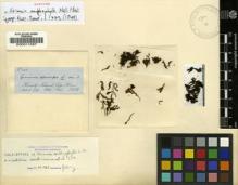 Type specimen at Edinburgh (E). Hooker, Joseph: 122. Barcode: E00011587.