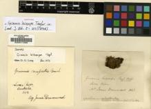 Type specimen at Edinburgh (E). Drummond, James: . Barcode: E00011588.