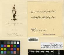 Type specimen at Edinburgh (E). Hooker, Joseph: . Barcode: E00011592.