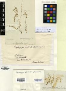 Type specimen at Edinburgh (E). Humboldt, Friedrich: . Barcode: E00011599.