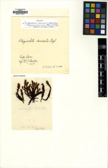 Type specimen at Edinburgh (E). Hooker, Joseph: . Barcode: E00011601.