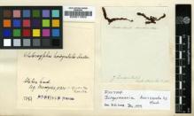 Type specimen at Edinburgh (E). Menzies, Archibald: . Barcode: E00011603.