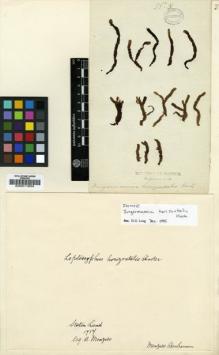 Type specimen at Edinburgh (E). Menzies, Archibald: . Barcode: E00011604.