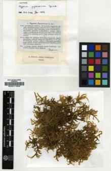 Type specimen at Edinburgh (E). Spruce, Richard: 4. Barcode: E00011605.