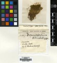 Type specimen at Edinburgh (E). Spruce, Richard: 227. Barcode: E00011608.