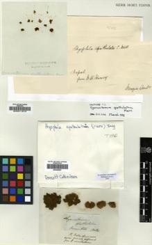 Type specimen at Edinburgh (E). Harvey, William: . Barcode: E00011615.