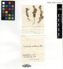 Type specimen at Edinburgh (E). Hooker, Joseph: . Barcode: E00011621.