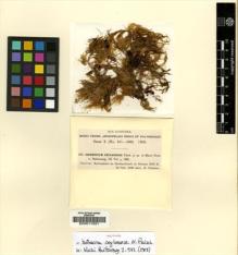 Type specimen at Edinburgh (E). Fleischer, Max: 475. Barcode: E00011631.