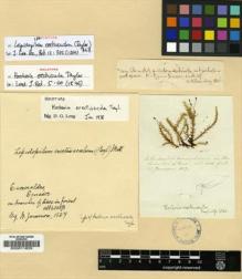Type specimen at Edinburgh (E). Jameson, William: . Barcode: E00011635.