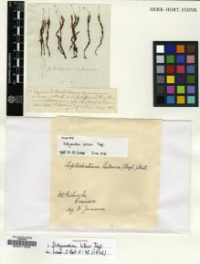 Type specimen at Edinburgh (E). Jameson, William: . Barcode: E00011640.