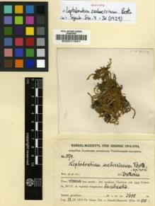 Type specimen at Edinburgh (E). Handel-Mazzetti, Heinrich: 8174. Barcode: E00011641.