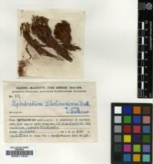 Type specimen at Edinburgh (E). Handel-Mazzetti, Heinrich: 809. Barcode: E00011642.