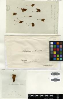 Type specimen at Edinburgh (E). Brown, Robert: . Barcode: E00011646.
