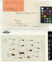 Type specimen at Edinburgh (E). Menzies, Archibald: . Barcode: E00011648.