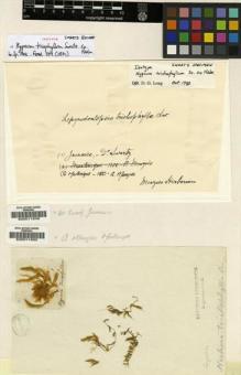 Type specimen at Edinburgh (E). Swartz, Olof: . Barcode: E00011649.