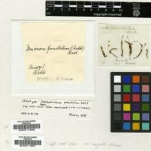 Type specimen at Edinburgh (E). Raddi, Giuseppe: . Barcode: E00011666.