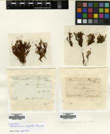 Type specimen at Edinburgh (E). Regnell, Anders: . Barcode: E00011668.