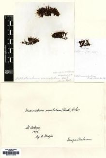 Type specimen at Edinburgh (E). Menzies, Archibald: . Barcode: E00011670.