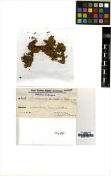 Type specimen at Edinburgh (E). Winkler, Hans: 3068. Barcode: E00011671.