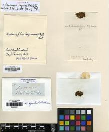 Type specimen at Edinburgh (E). Hooker, Joseph: . Barcode: E00011676.