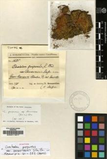 Type specimen at Edinburgh (E). Bornmüller, Joseph: 1685. Barcode: E00011677.