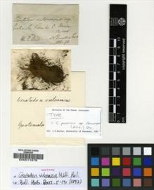 Type specimen at Edinburgh (E). Bernoulli, Karl Gustav: . Barcode: E00011679.