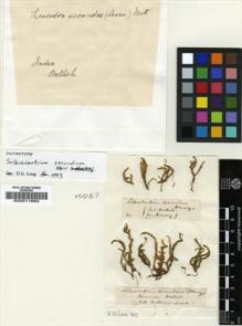 Type specimen at Edinburgh (E). Wallich, Nathaniel: . Barcode: E00011682.
