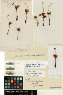 Type specimen at Edinburgh (E). Menzies, Archibald: . Barcode: E00011683.