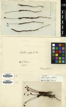 Type specimen at Edinburgh (E). Unknown: . Barcode: E00011687.